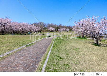 見渡せば桜の公園 見渡せば桜の公園 139236120