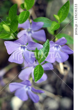 Blooming violet common periwinkle flowers 139236133