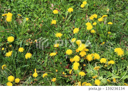 Field of blooming dandelions 139236134