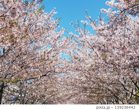神奈川県 青空に映える段葛の桜並木 4月 神奈川県 青空に映える段葛の桜並木 4月 139236442