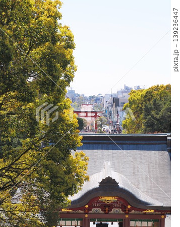 神奈川県 鶴岡八幡 舞殿と段葛の桜 4月 神奈川県 鶴岡八幡 舞殿と段葛の桜 4月 139236447