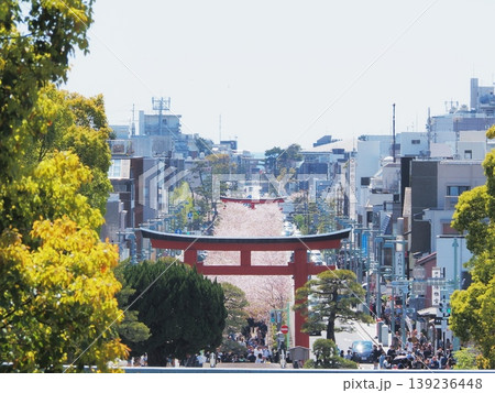 神奈川県 ハイアングルから見る段葛の桜 4月 神奈川県 ハイアングルから見る段葛の桜 4月 139236448