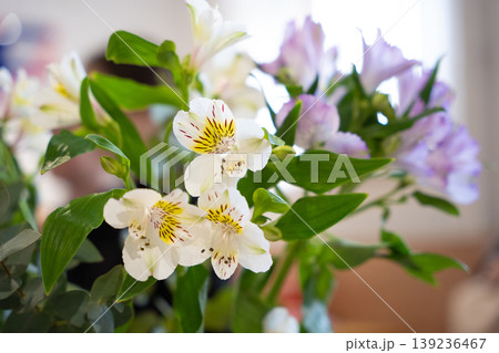 Close-up of white and purple Alstroemeria flowers in a bouquet Close-up of white and purple Alstroemeria flowers in a bouquet 139236467