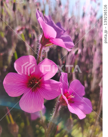 Vibrant pink flowers of Geranium palmatum endemic to Madeira island blooming in the sun Vibrant pink flowers of Geranium palmatum endemic to Madeira island blooming in the sun 139236516
