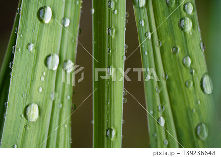 beautiful droplets after rain on a green leaf beautiful droplets after rain on a green leaf 139236648