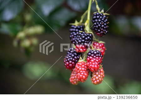 delicious and juicy blackberry fruits on a bush in the garden delicious and juicy blackberry fruits on a bush in the garden 139236650