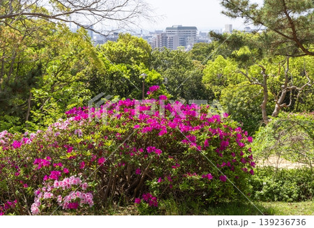つつじ満開の会下山公園 神戸市兵庫区にて つつじ満開の会下山公園 神戸市兵庫区にて 139236736