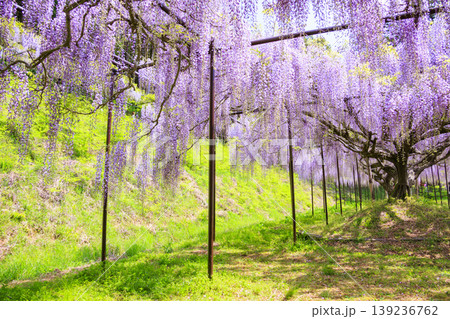 白毫寺　新緑と藤の花 139236762