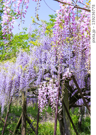 白毫寺　新緑と藤の花 139236778