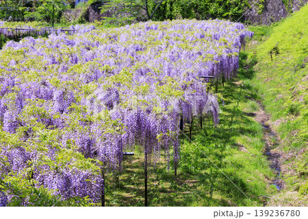 白毫寺　新緑と藤の花 139236780