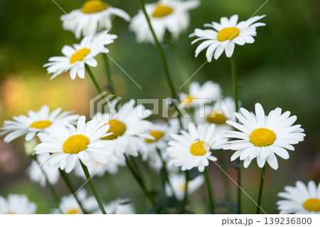 beautiful white chamomile flowers grow in the field 139236800