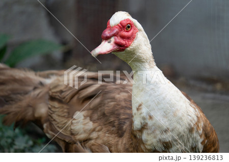 Close-up portrait of a Muscovy duck on a farm 139236813