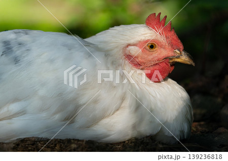 Close-up profile portrait of a white chicken resting on a farm 139236818