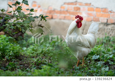 White rooster standing in a green garden on a farm 139236824