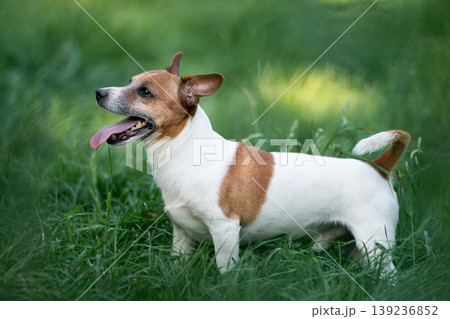 Full body profile of Jack Russell Terrier standing in green grass 139236852