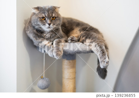 A beautiful purebred Scottish Fold cat with orange eyes resting on a grey cat tree tower in a modern apartment. 139236855