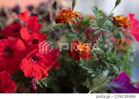 Red petunias and orange marigolds blooming together in a garden Red petunias and orange marigolds blooming together in a garden 139236866