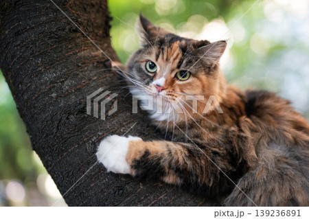 Beautiful calico cat climbing a tree outdoors in summer 139236891