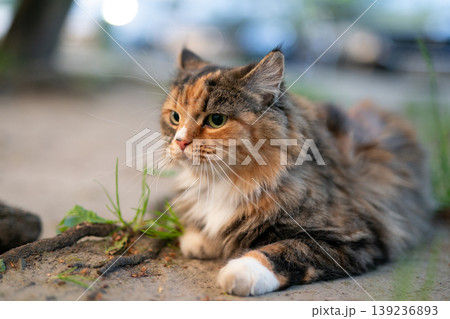 Fluffy calico cat lying on the ground outdoors in summer 139236893