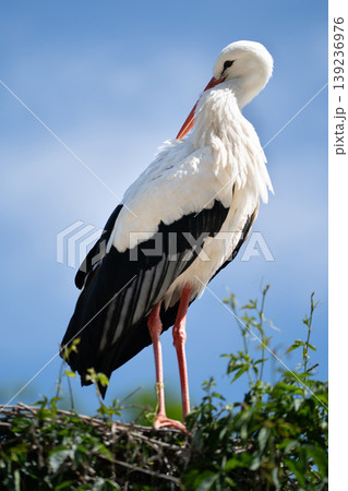 White stork standing in a nest against blue sky background 139236976
