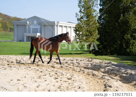 Brown horse walking on sand paddock on a sunny spring day Brown horse walking on sand paddock on a sunny spring day 139237031