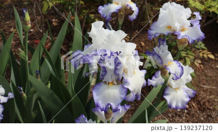 白い花菖蒲 白い花菖蒲 139237120