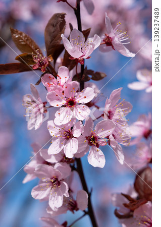 Macro shot of pink plum blossoms on a branch 139237489