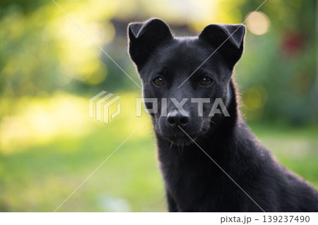 portrait of a beautiful young black dog with a blurred background 139237490
