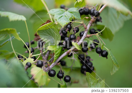 delicious and juicy bunches of blackcurrant berries on bushes in the garden 139237503