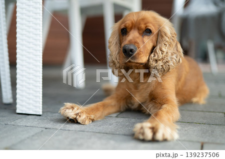 English Cocker Spaniel lying on a grey tiled floor outdoors English Cocker Spaniel lying on a grey tiled floor outdoors 139237506