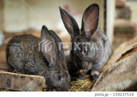 a beautiful grey domestic rabbit is grazing and walking in the enclosure outdoors 139237519