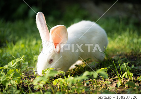 a beautiful white domestic rabbit is grazing and walking outdoors 139237520