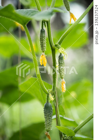 fresh green cucumbers grow in a greenhouse fresh green cucumbers grow in a greenhouse 139237524