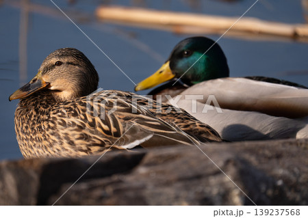 Male and female mallard duck pair resting together on the shore 139237568
