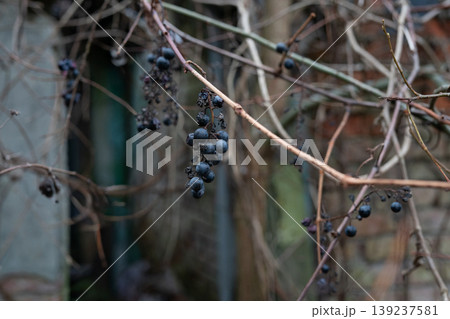 Dried dark berries on a leafless vine in late autumn 139237581