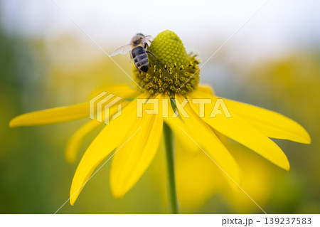 beautiful yellow flower of Rudbeckia and a bee that collects pollen beautiful yellow flower of Rudbeckia and a bee that collects pollen 139237583
