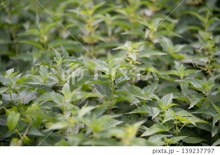 beautiful green nettle plant in sunlight outdoors beautiful green nettle plant in sunlight outdoors 139237797
