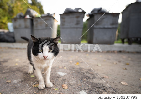 homeless dirty hungry cat looking for food near garbage cans 139237799