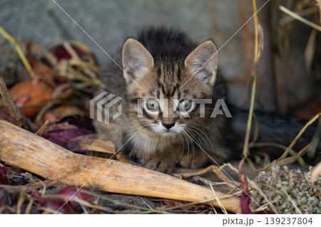Small tabby kitten sitting among dry leaves and twigs 139237804