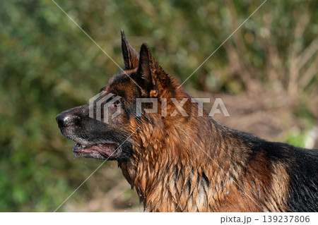 Close-up profile of a wet German Shepherd dog outdoors Close-up profile of a wet German Shepherd dog outdoors 139237806