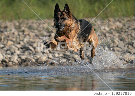 German Shepherd dog running through water with splashes 139237810