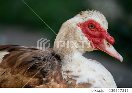 Macro portrait of a Muscovy duck with red facial caruncles 139237811
