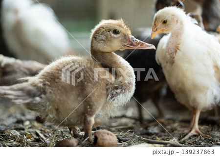 Young duckling and white chick together on a farm 139237863
