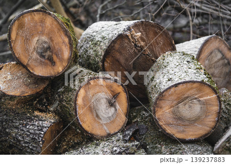 many cut trees in the forest for firewood many cut trees in the forest for firewood 139237883