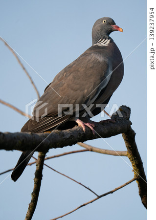 Common wood pigeon (Columba palumbus) perched on a branch Common wood pigeon (Columba palumbus) perched on a branch 139237954