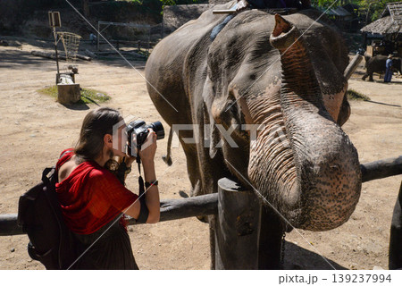 a girl photographer takes pictures of an adult elephant a girl photographer takes pictures of an adult elephant 139237994