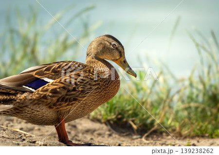 Portrait of a female mallard duck Portrait of a female mallard duck 139238262