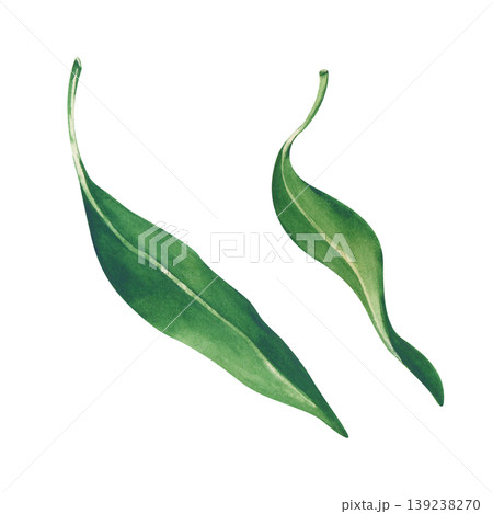 Realistic handmade watercolor illustration with double bright green lychee leaves on an isolated background. A clipart for creating custom patterns, organic packaging, and professional branding. Realistic handmade watercolor illustration with double bright green lychee leaves on an isolated background. A clipart for creating custom patterns, organic packaging, and professional branding. 139238270