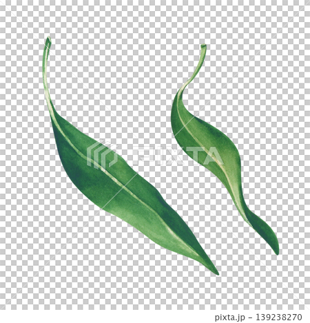 Realistic handmade watercolor illustration with double bright green lychee leaves on an isolated background. A clipart for creating custom patterns, organic packaging, and professional branding. Realistic handmade watercolor illustration with double bright green lychee leaves on an isolated background. A clipart for creating custom patterns, organic packaging, and professional branding. 139238270