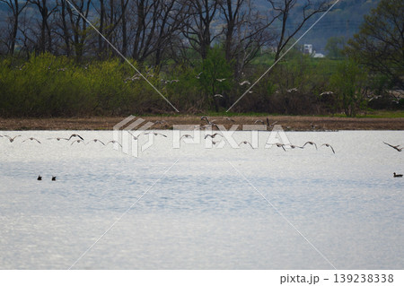 宮島沼のマガンの群れ 宮島沼のマガンの群れ 139238338